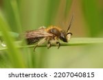 Small photo of Closeup on a cute brown hairy, Coppice Mining Bee, Anderena helvola sitting on a straw of grass in the field