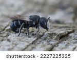 Small photo of Detailed closeup on a female Mediterranean small crenulate armoured resin bee, Heriades crenulatus in the Gard , France