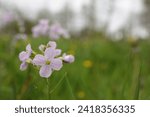 Small photo of Natural closeup on a light pink flowering cuckoo flower, lady's smock, mayflower, or milkmaids, Cardamine pratensis in a meadow