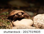 Baby Russian Tortoise On A Rock ...