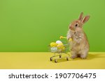 Easter Bunny Rabbit With...
