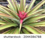 Young Ananas Bracteatus  Red...
