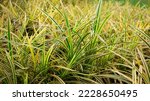 Small photo of Yellow-green leaves of carex oshimensis or striped weeping sedge evergold plant growing in the garden