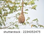 Small photo of Baya Weaver (Ploceus philippinus) bird nest.A widespread weaver known for its nest a long hanging nest with a bulbous chamber and and a narrow tubular entry.