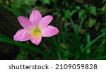 Small photo of Zephyranthes minuta merupakan jenis tumbuhan yang sangat sering disebut sebagai Zephyranthes grandiflora