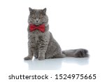 Small photo of lovely british longhair cat with red bow tie sitting and looking down with ruthless eyes against white studio background