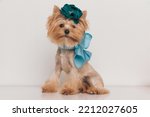 adorable yorkie puppy wearing cute flower bow and blue scarf, sitting and posing in front of beige background in studio