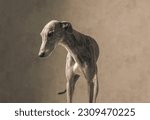 beautiful english greyhound dog with long legs looking down and standing in front of beige background