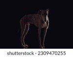 side view of skinny greyhound dog with long legs looking forward and standing in front of black background in studio