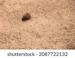 Small photo of Sacred Dung Beetle or Scarabaeus sacer in Santa Lucia Peninsula South Africa