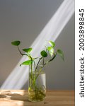 Small photo of Propagating pothos plant (Epipremnum aureum, Golden Pothos, Devils Ivy, Ivy Arum and Ceylon Creeper) from leaf cutting in water. Root plant cutting in water. Isolated on white background. Copy space.