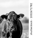 Black Angus Cow Looking At The...