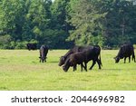 Black Angus Herd Of Beef Cattle ...