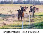 Angus crossbred calf curiously looks at the camera while standing next to an electric fence with other herd members behind out-of-focus.