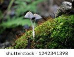 Small photo of Coprinellus xanthothrix, an inkcap mushroom