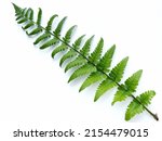 Large Fern Leaves On A White...