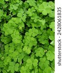 Small photo of 3 leaf clover plants are herbal plants that are known as Oxalis corniculata, sleeping beauty, creeping woods sorrel, procumbent yellow sorrel.
