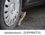 Small photo of Small сute gray striped street kitten sits under the car at the big wheel and stares intently on you. Autumn cat, kitten shelter, outdoor animals
