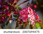 red crab apple blossom (malus rudolph)