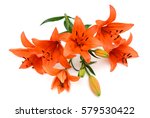 Beautiful Orange Lily Flowers...