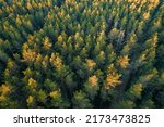Drone aerial shot of green pine forests and spring birch groves with beautiful texture of golden treetops. Sunrise, sunset in springtime. Sun rays breaking through trees in mountains in golden time