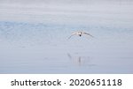 Laridae Seagull Flying Over...