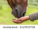 Close Up Of A Horses Nose...