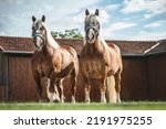 Small photo of Portrait of two chestnut noriker draft horse geldings posing at a inner courtiyard of a farm. The norico-pinzgauer horse is an austrian draught horse breed