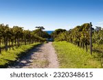 The hilly road in the middle of vineyards in Istria, Slovenia
