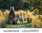 Large adult female Alaskan brown bear with three cute cubs standing on a grassy spit of land in the Brooks River, Katmai National Park, Alaska, USA
