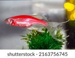 Small photo of A zebrafish in an aquarium.