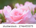 Macro Details Of Pink Rose...