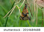 Small photo of Butterflies mating on a tree branch, Tawny costar butterfly mating