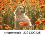 A Golden Retriever sits on his hind legs and holds his paws up in a poppy field at sunset
