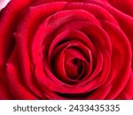 Centre of red rose. large ...