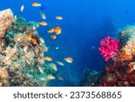 Small photo of Coral fish at coral reefs in the underwater world. Underwater coral fishes. Coral fishes underwater. Underwater world scene