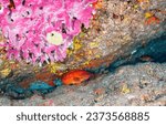 Small photo of Underwater coral fish. Coral fish in the underwater world. Underwater fish. Fish underwater
