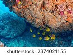 Small photo of Underwater coral fishes. Coral fish in the underwater world. Underwater life scene. Underwater coral reef