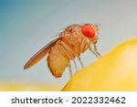 Fruit fly or vinegar fly (Drosophila melanogaster) on banana fruit surface.