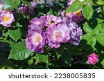 Purple Floribunda Rose Flower...