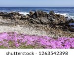 Wildflowers And Rocky Shore Of...