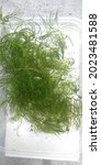 Small photo of Ceratophylum Demersum also known as Hornwort