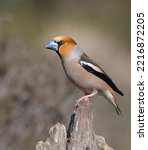 Small photo of The Hawfinch is a beautifully colored, strong finch with a powerful bill. With her thick, orange head and gray bull neck, the bird looks somewhat clownish.