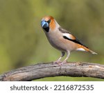 Small photo of The Hawfinch is a beautifully colored, strong finch with a powerful bill. With her thick, orange head and gray bull neck, the bird looks somewhat clownish.