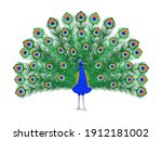Beautiful peacock. Cartoon bird with ornamental feathers, character of nature with decorative elegant plumage, vector illustration of exotic animal isolated on white background