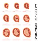 Fetal Stages. Stage Growth...