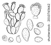 Hand Drawn  Prickly Pear Fruit...