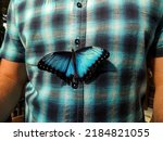 Butterfly On Man's Blue Shirt....