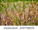 Small photo of Detail low to ground of peppergrass plants in spring