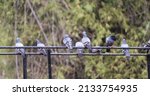 A Flock Of Pigeons Sits On An...